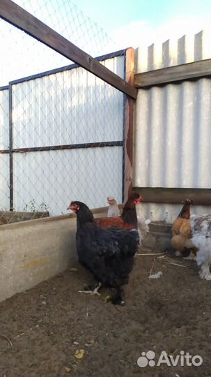 Молодые петушки - 6 мес (совмест.содержание пород)