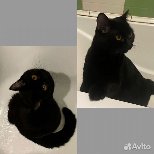 Британские котята
