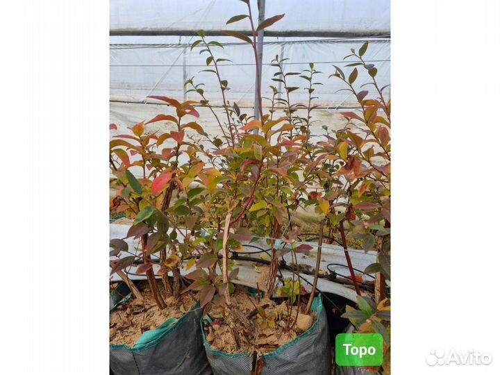 Голубика сорт Торо