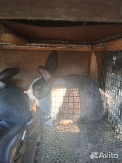 Кролики самки