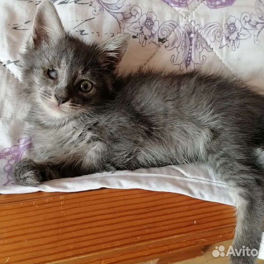 Котенок