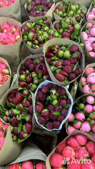 Пионы с доставкой