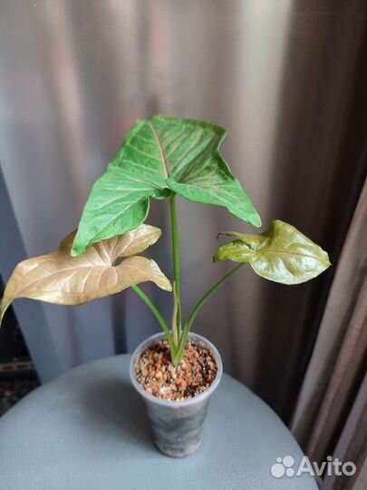 Сингониум пинк флекед