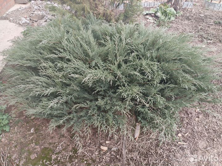 Можжевельник