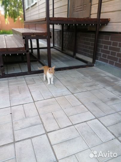 Котята отдам в добрые руки бесплатно