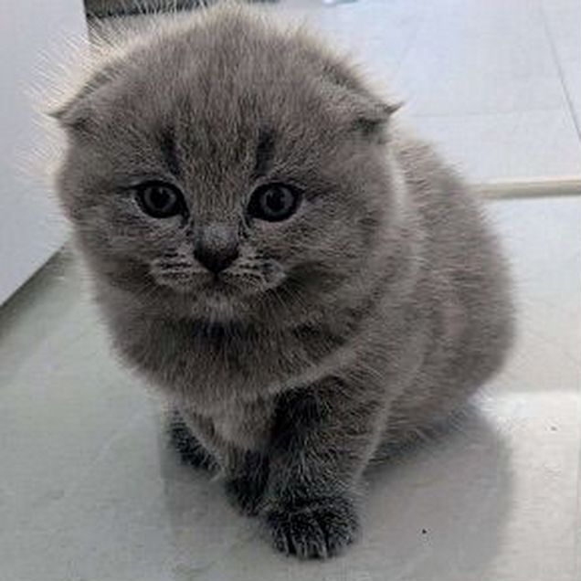Шотландский вислоухий короткошёрстный котёнок