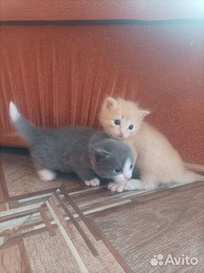 Котята мальчики в дар бесплатно
