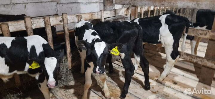 Бычки от 1 месяцев