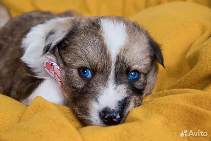 Щенки ищутмампап