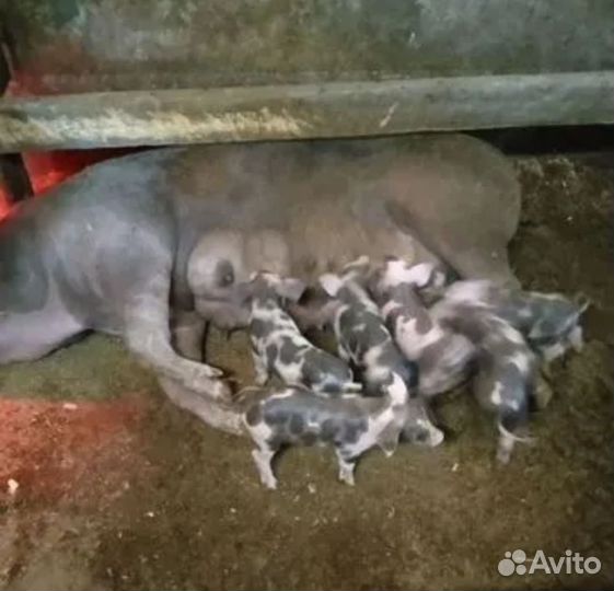 Искусственное осеменение свиней с выездом