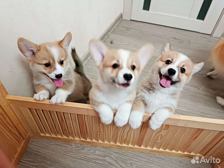 Вельш-корги пемброк