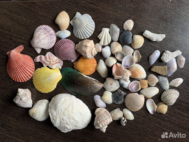 Морские ракушки и кораллы