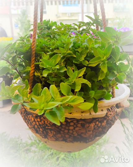 Пряные травы