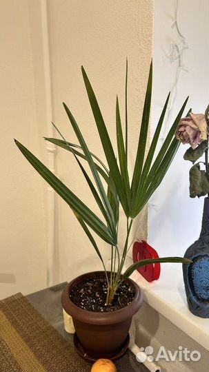 Комнатные растения цветы