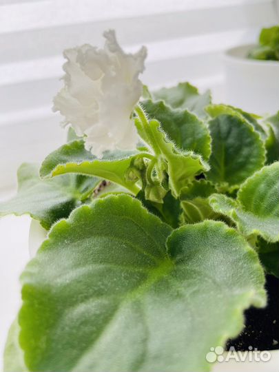 Фиалки цветущие в горшке