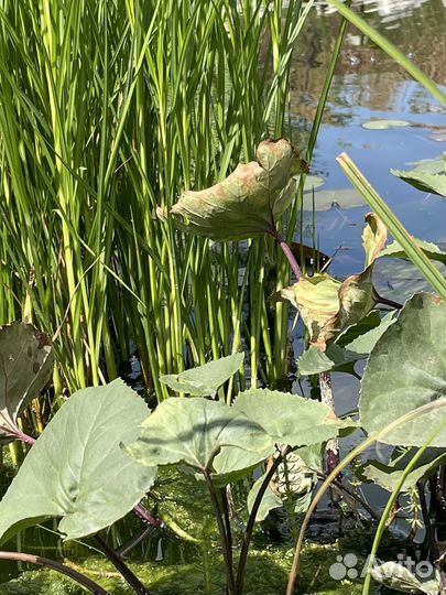 Водные растения