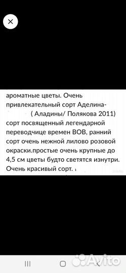 Сирень аделина