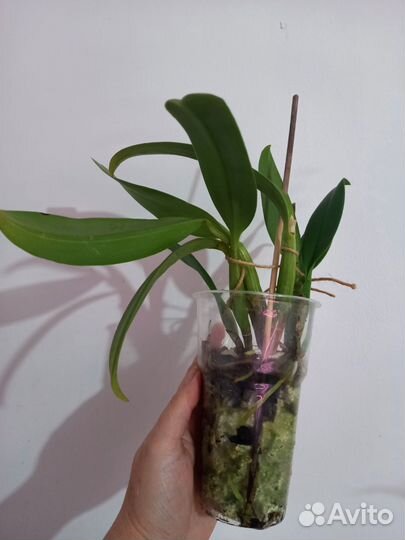 Орхидея катлея/каттлея