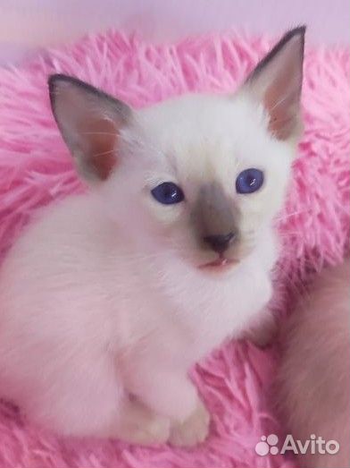 Ориентальные котята
