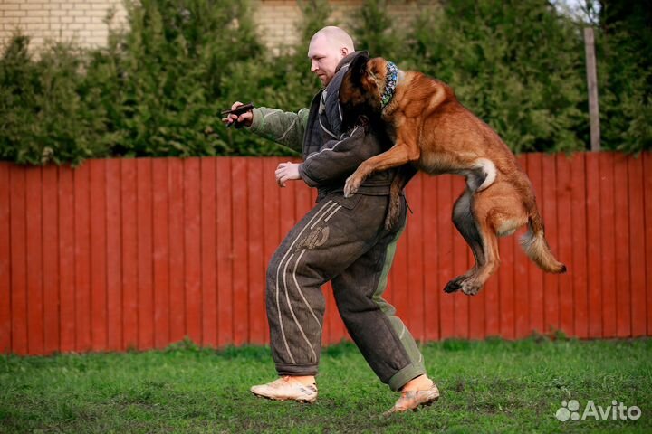 Щенки бельгийской овчарки малинуа