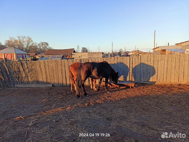 Кобыла и жеребец