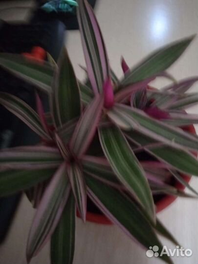 Сцендапсуус