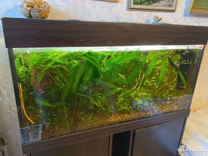 Аквариум