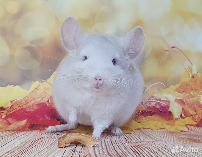 Шиншилла Люси