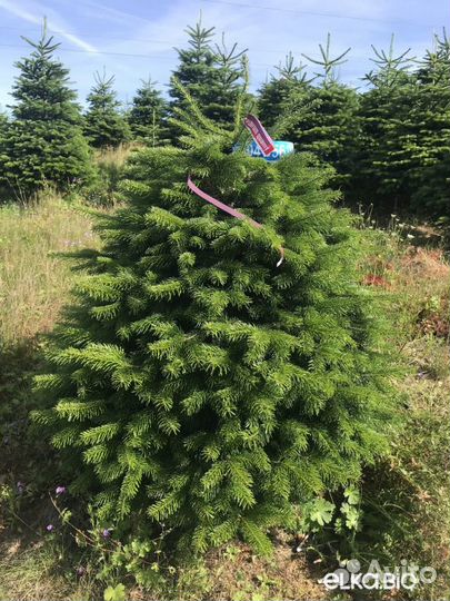 Ель новогодняя оптом и в розницу