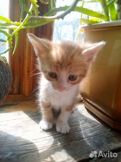 Котята