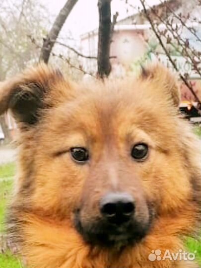 Маленькие Собачки мама и дочка ищут свою семью