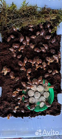 Улитки ахатины