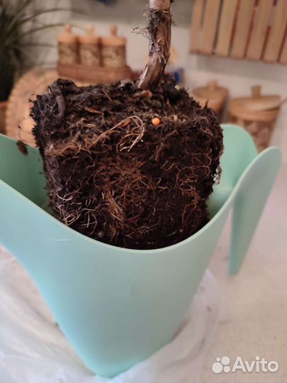 Бронь. Гортензия черешковая, лиана