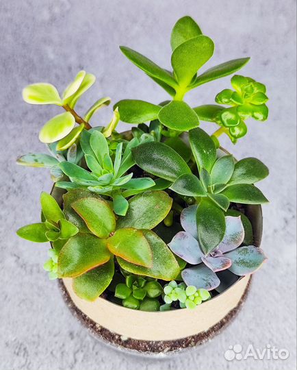 Микс из суккулентов (12-15 видов в горшочке)