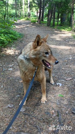 Метис шакала