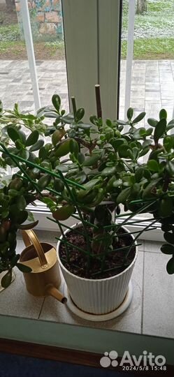 Хойя, денежное дерево, эпифиллум