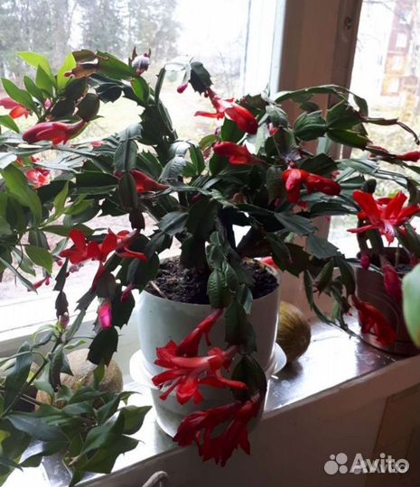 Шлюмбергера, дорстения, каланхоэ(суккуленты)