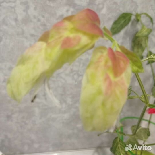 Белопероне