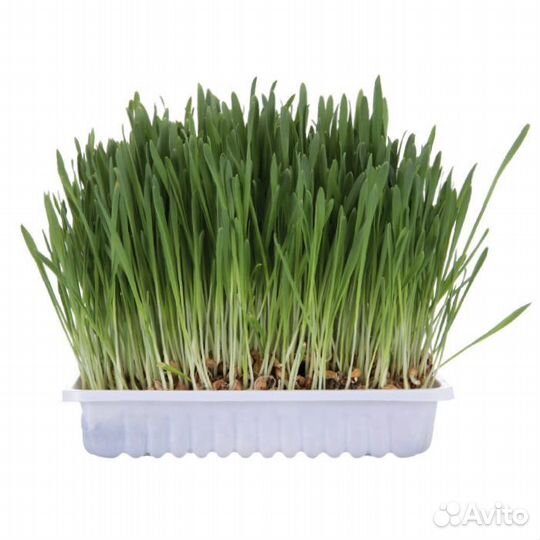 Трава для кошек