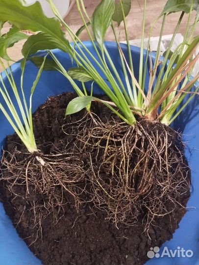 Спатифиллум