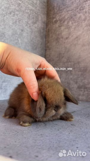 Малыши из питомника NHD и mini LOP