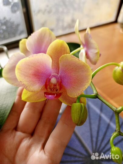 Орхидея фаленопсис сорт кнм 2633