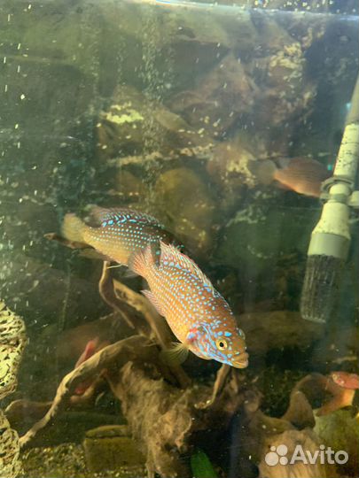 Хромис красавец