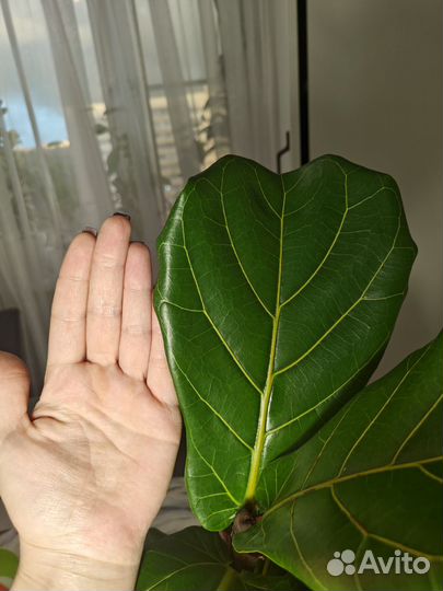 Фикус лирата колумнарис