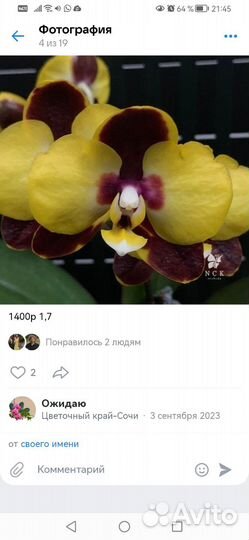 Орхидея фаленопсис