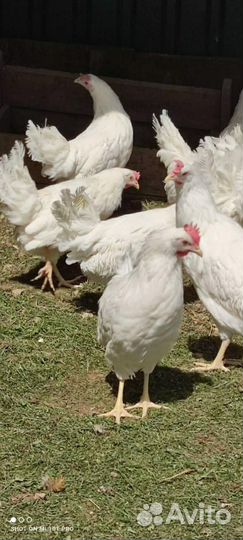 Куры молодки