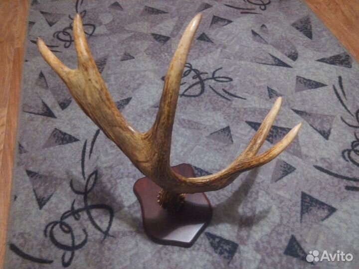 Продам рога лося