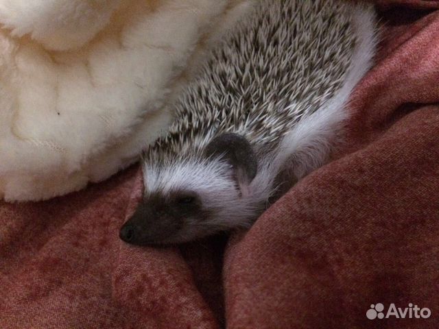 темрюк животные. парк лукоморье голубицкая. купить добермана на авито в волгограде. станица голубицкая крокодиловая ферма. купить кроликов темрюкский район.