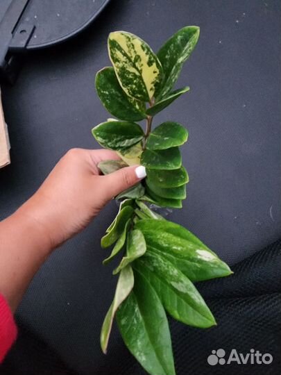 Замиокулькас вар. Zamioculcas variegated