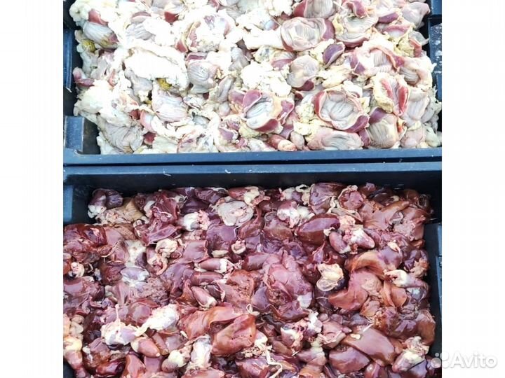 Куры домашние
